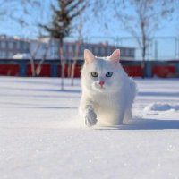 suna oygur (@halilyunus6565) Twitter profile photo