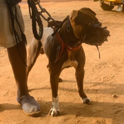 dorckypannels20's profile picture. We are diversified by nature .