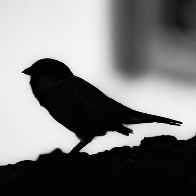 NivasHari's profile picture. “ரௌத்திரம் பழகு” (Show befitting anger and learn to control it)