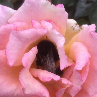 MrBojan15568643's profile picture. Europhile and passionate Rejoiner 🇪🇺proud to be a lefty if that’s what caring about fellow human beings means