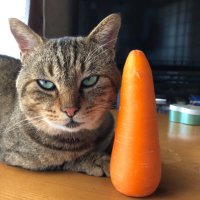 ねこにんじん (@nekoninjin11) 's Twitter Profile