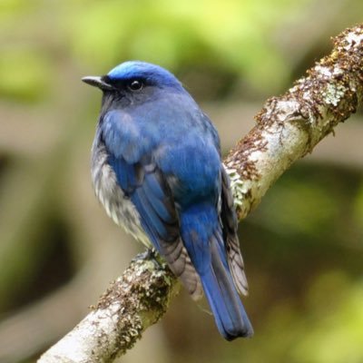 珍しい野鳥の写真はありませんが、身近な野鳥の愛らしさを伝えられたらいいな、と思っています。 いいね・フォローありがとうございます⭐️野鳥・写真撮影が好きな方、気軽にフォローしてくださいね。