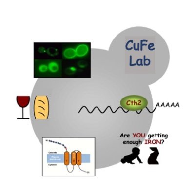 CuFeLab Profile Picture