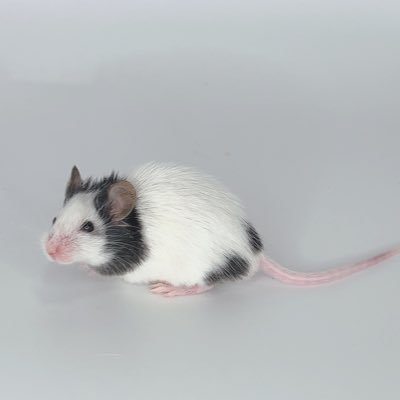 Mouse_home's profile picture. ねずみのおうち！ ネズミさんたちと暮らすAの物語。なかよくしてね