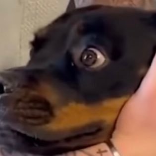 nnosvin's profile picture. just a confused dog