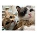 ママと愉快なfamily🐾 (@tansoku8cm) Twitter profile photo ママと愉快なfamily🐾 (@tansoku8cm) Twitter profile photo