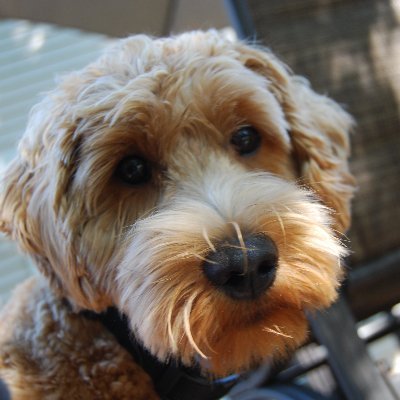 Kagee53's profile picture. Proud Canadian. 🌈🇨🇦 Animal lover. 💕🐶 Support our great neighbors to the south. #resistance 👏👏KAMALA HARRIS! 💗💕