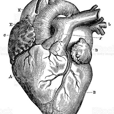 Cardiología Traslacional / Navarrabiomed Profile