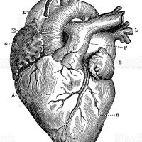 Cardiología Traslacional - Navarrabiomed(@CardioTrasNB) 's Twitter Profile Photo