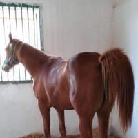 erhanalpargu (@alpargue) 's Twitter Profile