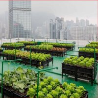 The Urban Farming(@UrbanFarming01) 's Twitter Profile Photo