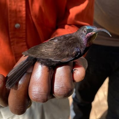 We are a bird-ringing group and a group of ornithological scientists from the Ornithology Section of the National Museums of Kenya.