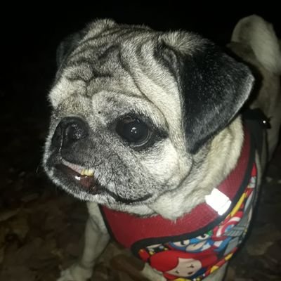 tutypipe's profile picture. 