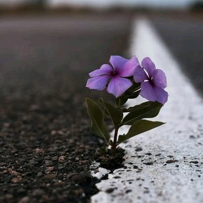 Pavithr24028439's profile picture. student