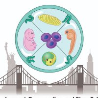 CDRB Mount Sinai (@cdrbsinai) 's Twitter Profile