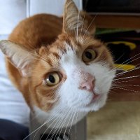 Richard Parker Lefty Cat(@RPLeftyCat) 's Twitter Profile Photo