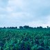 Goshen Green Farm ✡ (@kingmoses89) Twitter profile photo