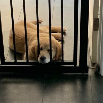 TomCometa's profile picture. 