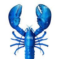 BlueLobster44 Profile Picture