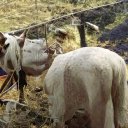 Janet Lunn - @JanetLunn15 - Twitter