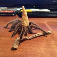 Spider Wizard(@SpiderWizard) 's Twitter Profile Photo