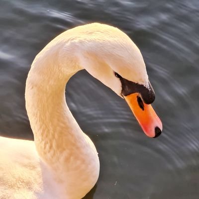 CarlGoyan's profile picture. interested in market trends