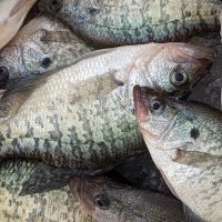 High Quality Fishing Videos (@hqfishingvideos) 's Twitter Profile Photo High Quality Fishing Videos (@hqfishingvideos) 's Twitter Profile Photo