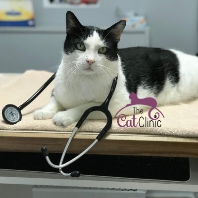 thecat_clinic Profile Picture