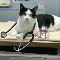 The Cat Clinic(@thecat_clinic) 's Twitter Profile Photo