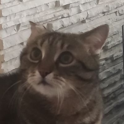 strogan6's profile picture. csgo movement guy
twitch: stroganis