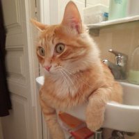 EnricCarrerasWeber (@ecw052) 's Twitter Profile