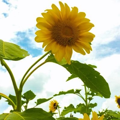 🌻
