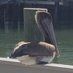 Pithy_Pelican 🐊 (@pithypelican) Twitter profile photo Pithy_Pelican 🐊 (@pithypelican) Twitter profile photo