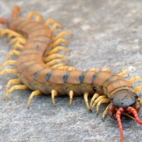 Scolopendra cingulata🍉(@b_screenor) 's Twitter Profile Photo