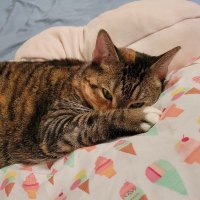 Nomis (@nomisro85) 's Twitter Profile Photo