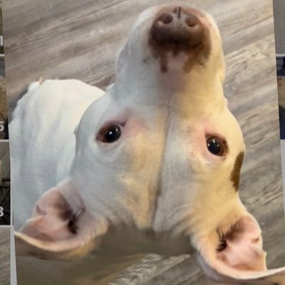 SB22474608's profile picture. Be kind to animals. Adopt a pet!