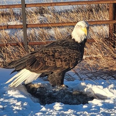 Bass_man43's profile picture. I'm a hard-working American who loves his country and enjoys watching people accept their new reality when they're faced with facts. No DM's!