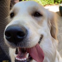 Musketeer (@caddrobert) 's Twitter Profile