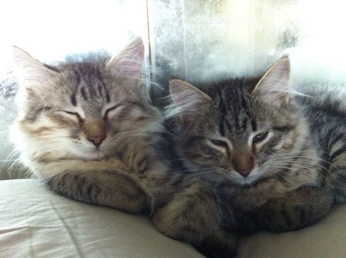 shanmcstan's profile picture. 