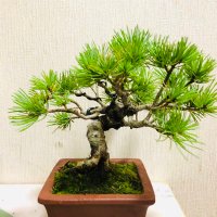 カンピー@盆 (@kanp_bon) Twitter profile photo