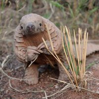 Pangolin, Lord of Bellies (@pregnantbellie1) 's Twitter Profile Photo Pangolin, Lord of Bellies (@pregnantbellie1) 's Twitter Profile Photo