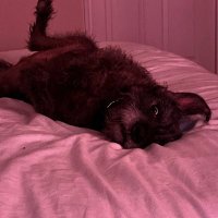Stfu, F1 is on. (@og_token) 's Twitter Profile