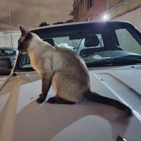 Timón sin Rumbo (@timonsinrumbo33) 's Twitter Profile