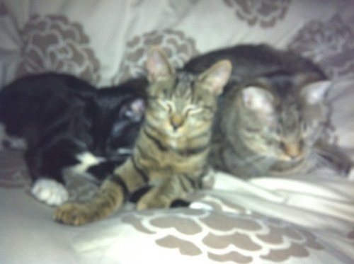 EmMagooScrappy2's profile picture. Hi, We are Emmett, Maggie and Scrappy Lightfoot-Manning. The three cutest kitties in the world. We are new to tweeting....we prefer eating things that tweet.