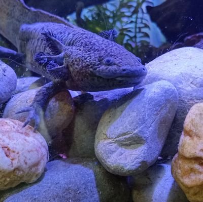 Gauss_non's profile picture. 