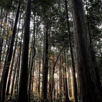 BACKWOODSMAN (@backwoodsman_jp) 's Twitter Profile