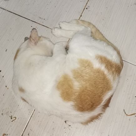 ppongtongjai1's profile picture. KU 54 เข้ามาตามแสงแห่งชัยชนะ