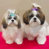 Rio Ria Shihtzus(@RioRiaLand) 's Twitter Profile Photo