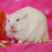 - ΜΜ μμ¬κ° ΜΜ- (@hybition_) 's Twitter Profile Photo - ΜΜ μμ¬κ° ΜΜ- (@hybition_) 's Twitter Profile Photo