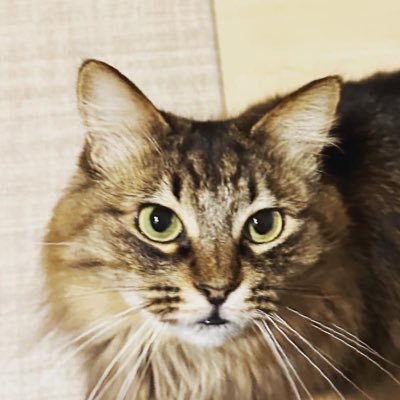螢_Hotaruさんのプロフィール画像